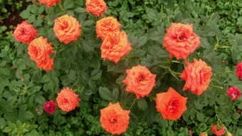 Роза почвопокровная Миниатюра Ориндж