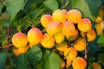 Абрикос Хабаровский