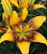 Лилия Азиатская Танго Тасмания, нежно-желтый, у основания темно-коричневый с темным крапом, 2 шт