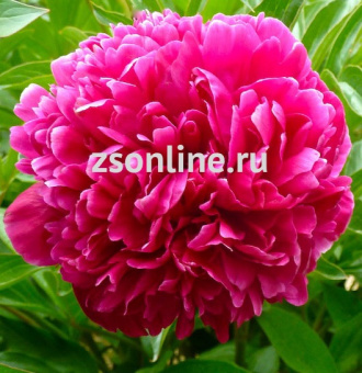 Изображение загружено обработкой по данным файла Excel