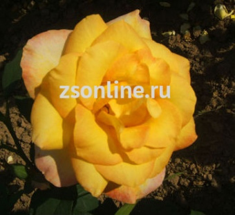 Изображение загружено обработкой по данным файла Excel