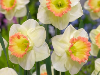 4091b632f60e02c228e7058a08bea0c7