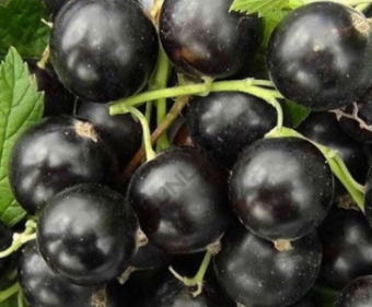 Смородина черная в ассортименте, С 2-3