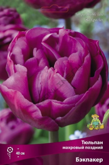 Тюльпан махровый поздний Бэкпакер 11-12/К 10шт