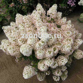 Изображение загружено обработкой по данным файла Excel