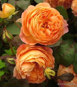 Роза английская Леди Эмма Гамильтон С12,5