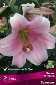 Лилия ЛО-Гибрид Беллсонг, 2 шт