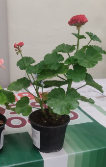 Пеларгония *ВВ