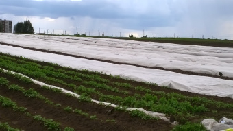 Питер.Усадьба М. картофель .Агротекс 42пл