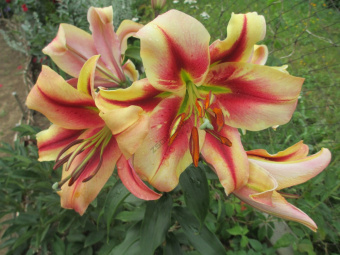 Лилия ОТ-Гибрид Олимпик Торч