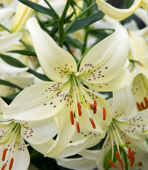 Лилия Азиатская Свит Суррендер