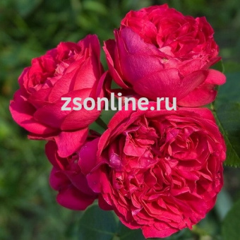 Изображение загружено обработкой по данным файла Excel