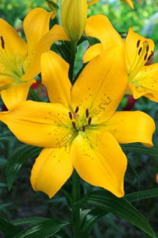 Лилия ЛА-Гибрид Парамилло