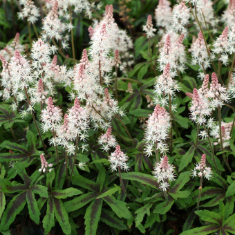 Tiarella-Spring-Symphony-7