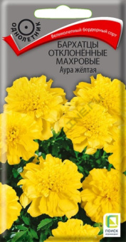 barhatsy_otklon_mahrov_aura_zheltaya