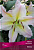 Лилия Восточная Фенна, светло-жёлтые в центре,белая середина лепестка и нежно розовыми кончики, 2 шт