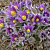 Прострел обыкновенный фиолетово-голубой, Pulsatilla vulgaris Blue, 1 л, 20 см