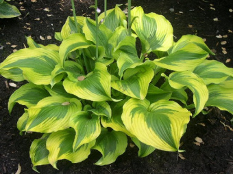 Hosta-Atlantis