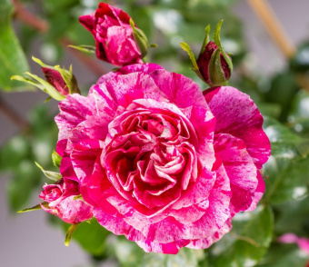 Роза Мейян плетистая Инес Састр