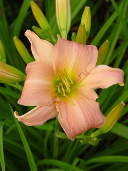 Лилейник гибридный Винсам Леди