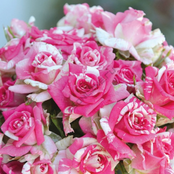 Роза спрей (миниатюрная) Флэшинг/ЦКор