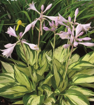 5e93ece64444b5af632fc3ec867db590