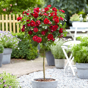 rosa_shtamb_floribunda_pride