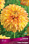 Георгина декоративная Лейк Онтарио I/К