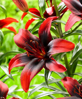 Лилия Азиатская Танго Лондон Харт