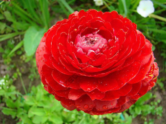 Ранункулус Red 10шт  STA