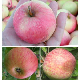 Дерево-сад Яблоня/3 сорта/Мелба х Конфетное х Медуница/подвой 54-118 полукарл//С