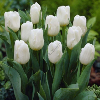 tst008_antarctica.600x600_frame