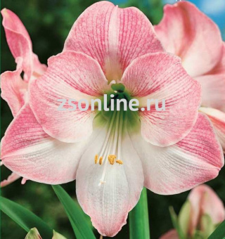 Изображение загружено обработкой по данным файла Excel