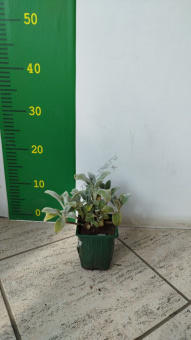 Чистец шерстистый ( ЛФ ), Р 9