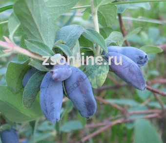 70f3dc809b64138ca70a2e7ad5b4d94b