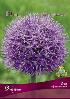 Лук афлатунский 10-12/К 10шт