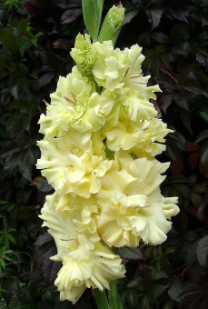 Zolotaya-Antilopa-3-big