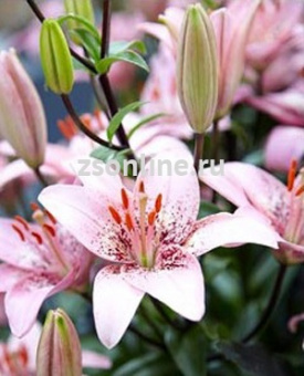 Изображение загружено обработкой по данным файла Excel