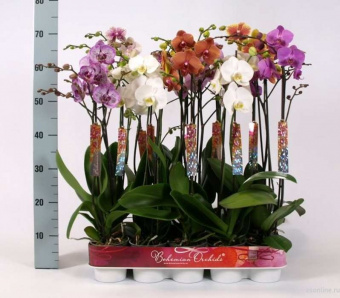 Орхидея Фаленопсис  9-10/60-70 см 
