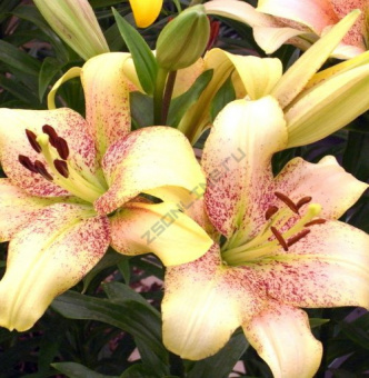 Лилия ЛА-Гибрид Свит Дизайр