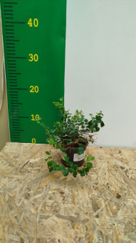 Фикус pumila микс D9