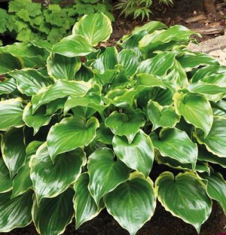 161020171953441508172824