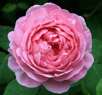 Роза английская чайно-гибридная Констанс