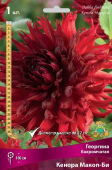 Георгин бахромчатый Кенора Макоп-Би, бархатный, глубокий тёмно-красный, 22 см, 1 шт