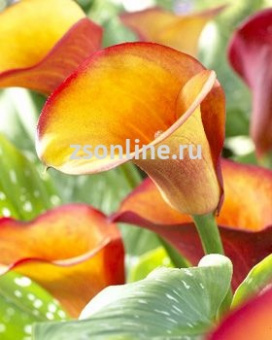 Изображение загружено обработкой по данным файла Excel