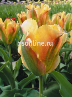 Изображение загружено обработкой по данным файла Excel