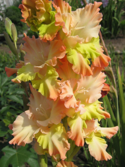 Гладиолус Поле Чудес