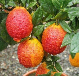 Цитрус Лиметта Россо V 1,5-2 л (П) D15см H25-40см