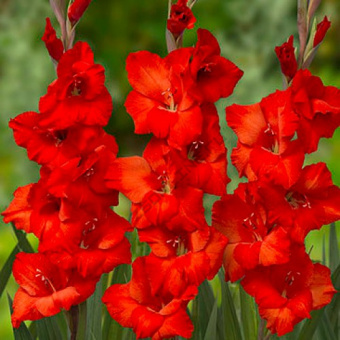 Гладиолус Магма