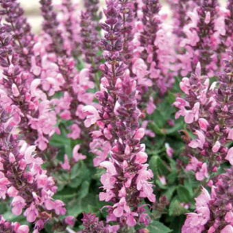 Сальвия дубравная (Шалфей) Роуз Квин (С2)